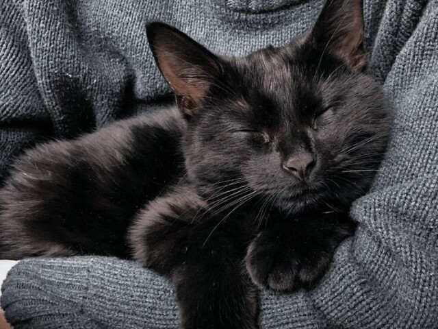 Gato fofo com o pedido preso na coleira