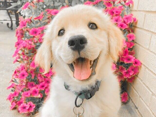 Qual cachorro você seria?