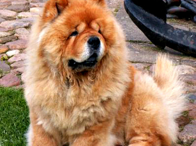 Chow-chow