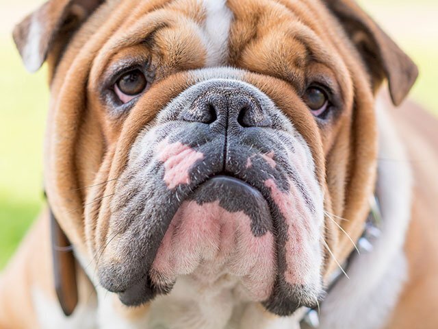 Buldogue