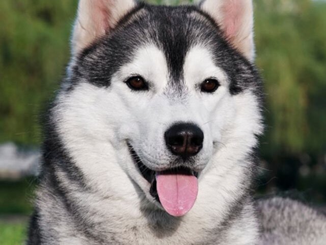 Husky