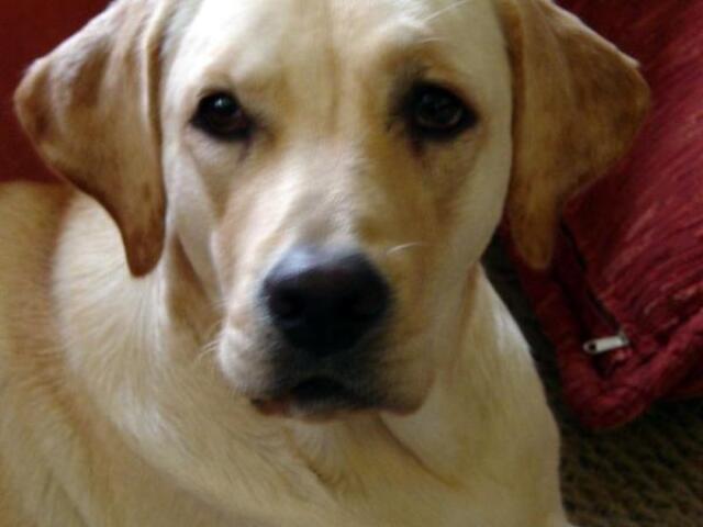 Labrador retriever