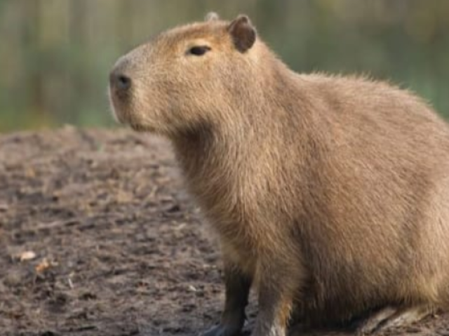 Capivara