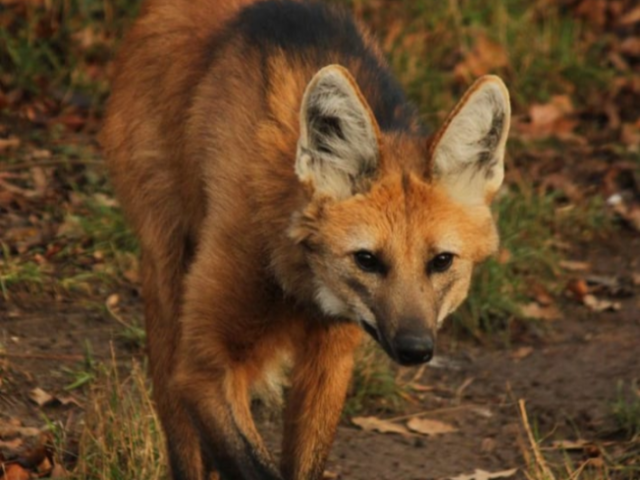 Lobo-Guará