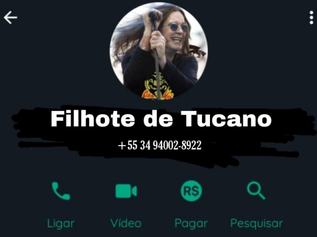 "filhote de tucano"