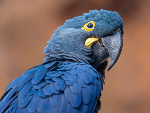 arara azul