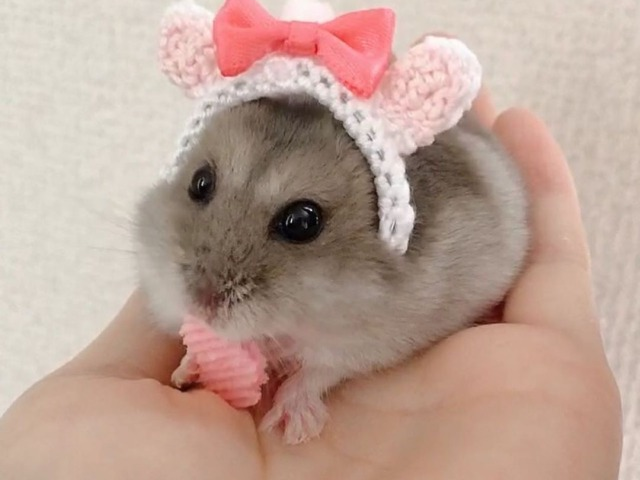 Hamsterzinho<3