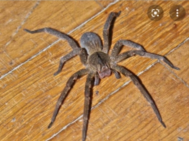 Aranha