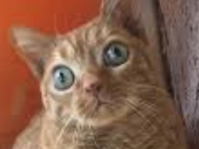 Não, os olhos são chatos.😮💨