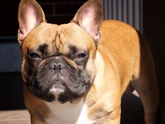 Bulldog francês
