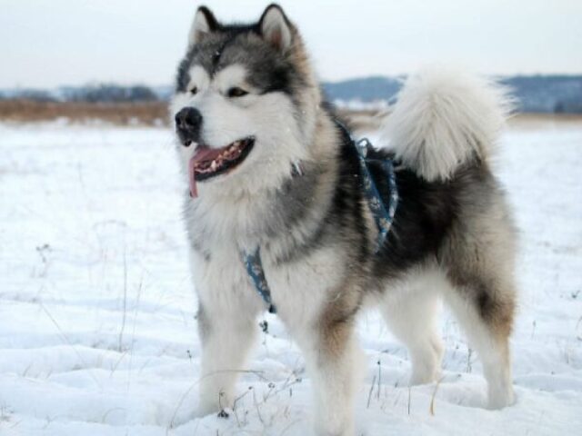 Malamute-do-alascada