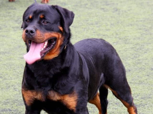 Rottweiler