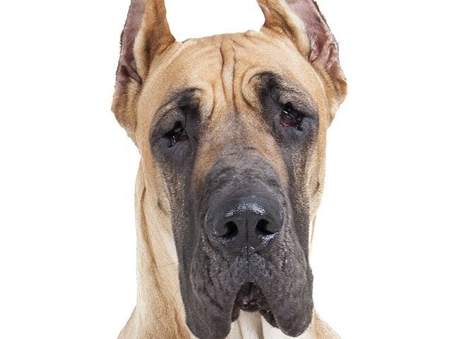 Dogue alemão