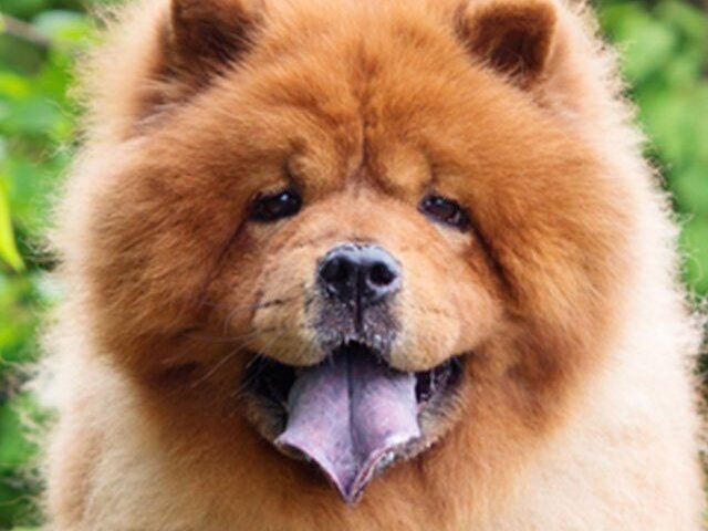 Chow chow