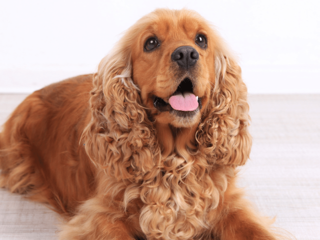 Cocker spaniel