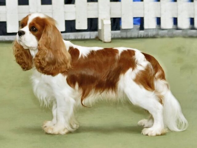 Cavalier king charles spaniel