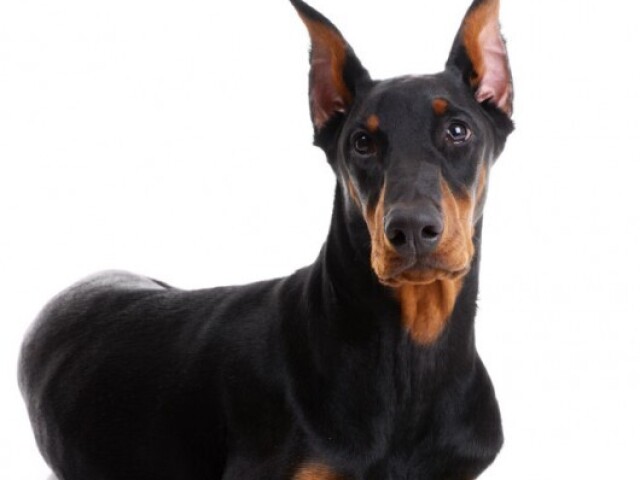 Doberman
