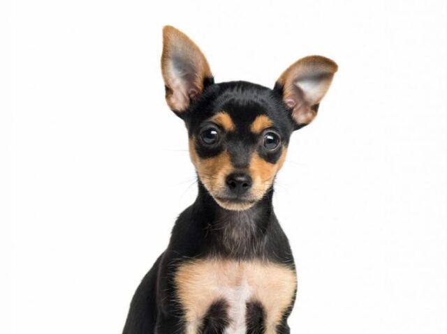 Pinscher