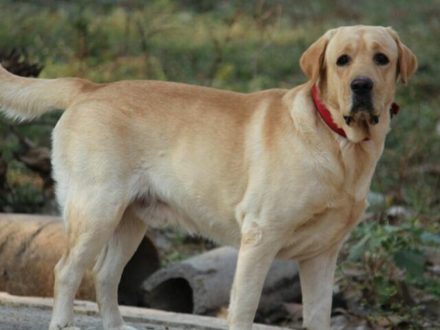Labrador