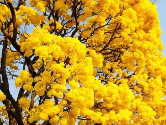 Amarelo