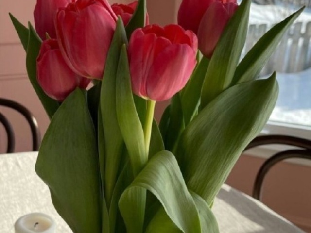 Tulipa