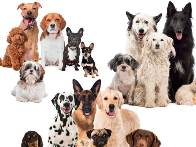 Qual é a raça do cachorro?