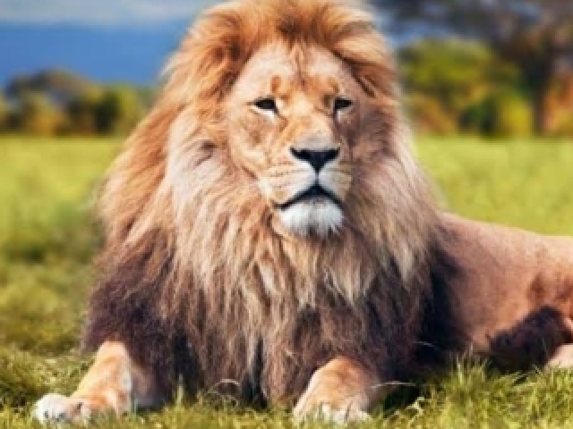 Lion