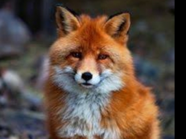 Fox