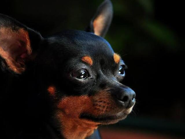 Pinscher