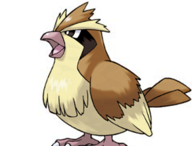 Pidgey