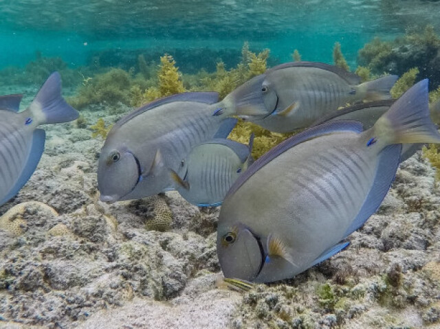 Nas águas rasas encontram-se peixes coloridos como a donzela de rocas; o sargentinho; a coroca e também as moréias. Nas águas profundas podem ser encontrados os peixes frade, budião, ariquita, piraúna e o borboleta. Os cações, o pacífico lambaru e as raias podem ser vistos repousando no fundo.