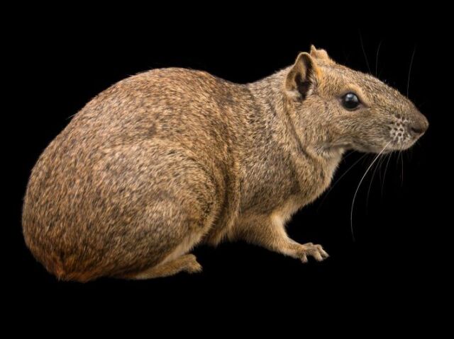 Nas águas rasas temos os roedores exóticos como o rato- doméstico (Rattus rattus), o camundongo (Mus musculus) e o mocó (Kerodon rupestris).