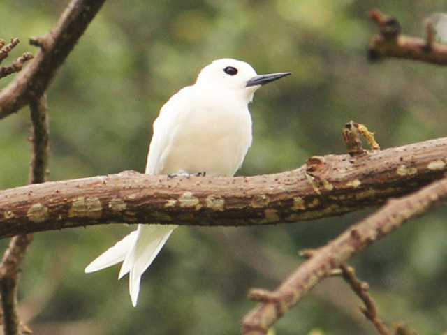 rabo-de-junco-de-bico-amarelo, a noivinha, a viuvinha, atobá-de-pé-vermelho