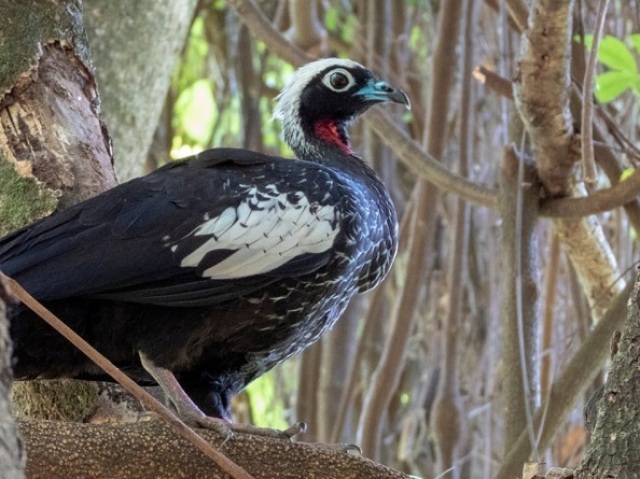 Tiriba-de-testa-vermelha, Macho de choca-da-mata, Beija-flor-de-papo-branco