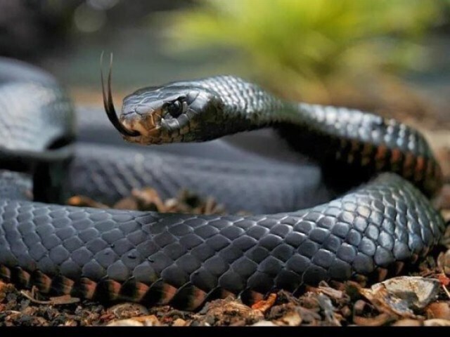 Serpente-tigre-preta, Cobra-marinha-comum, Cobra-marrom-manchada