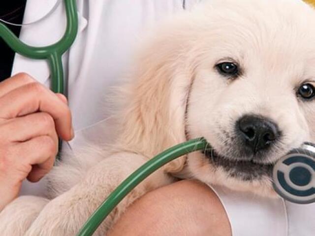 - Medicina veterinária