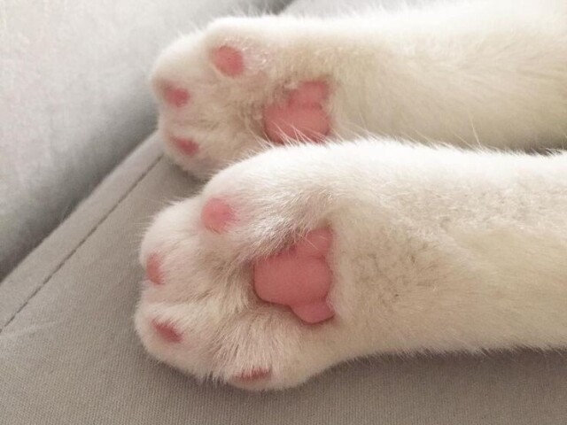 Soft Style