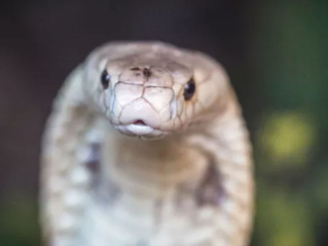 Cobra