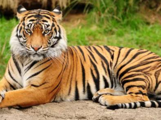 Tigre