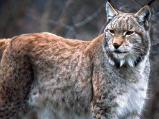 Lince