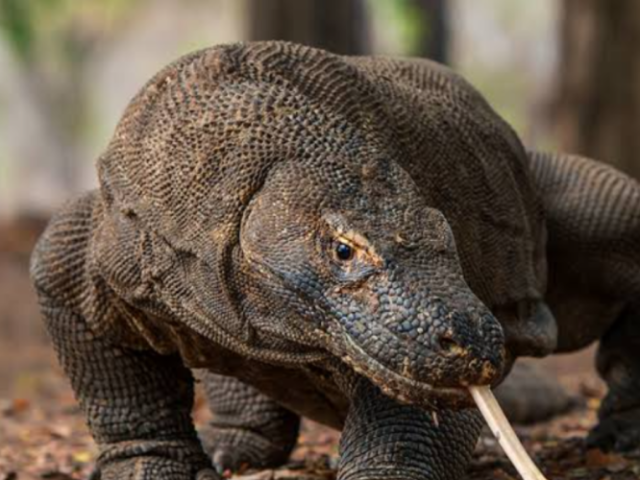 Dragão de komodo