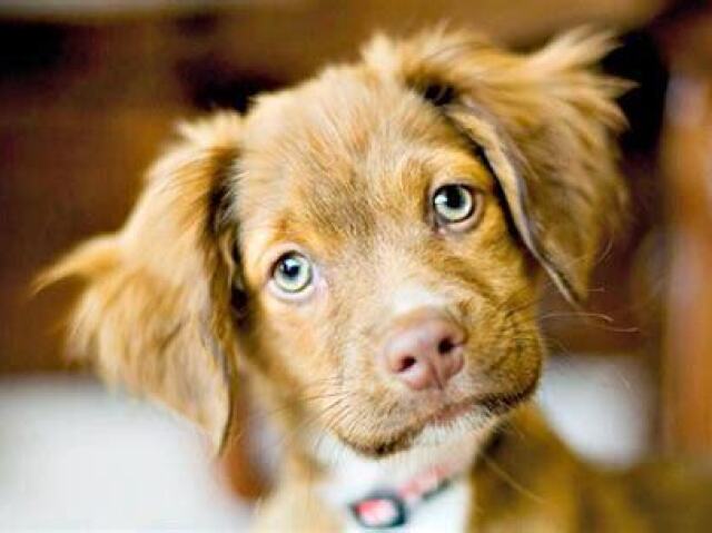 Você sabe sobre algumas raças de cachorro?