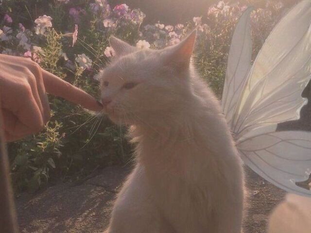 Fada dos animais