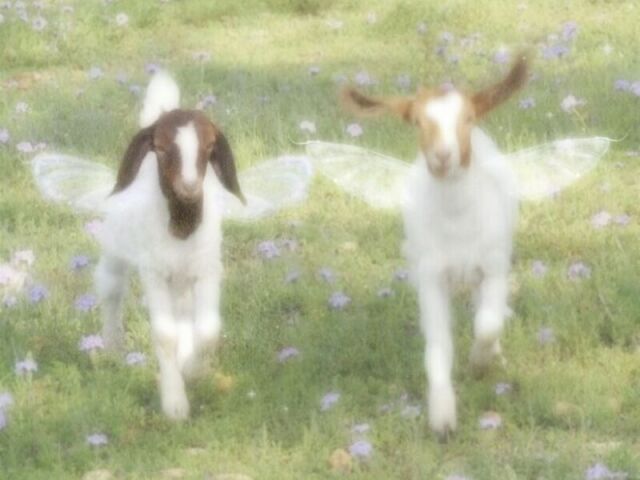 Fada das flores
