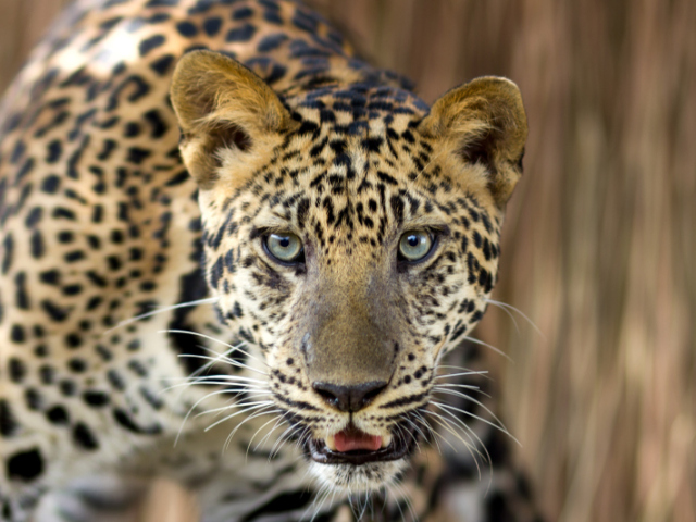 Leopardo