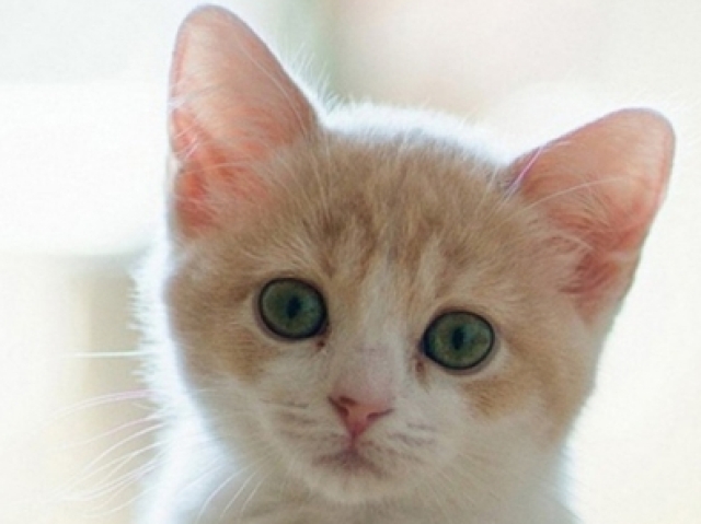 Você é um(a) gato(a)