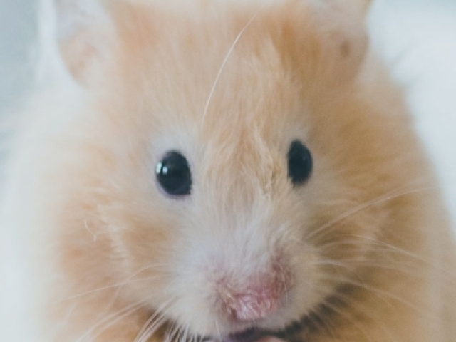 Você é um(a) hamster