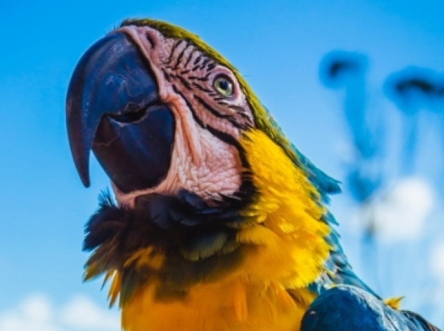 Você e um(a) arara