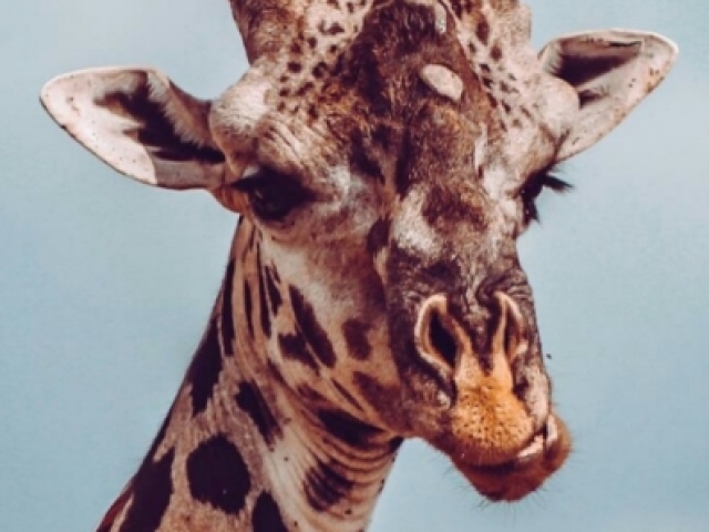 Você é um(a) girafa