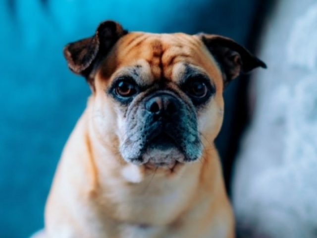 Você é um(a) cachorro(a)
